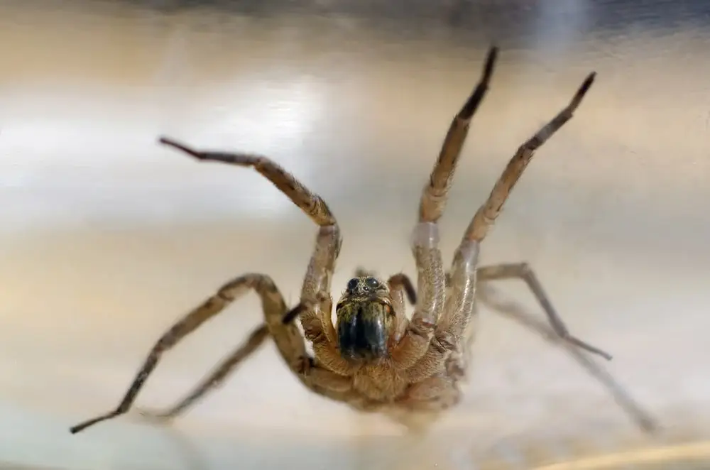 فوبیا فوبیا